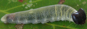 Larvae
